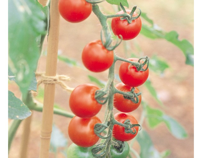 ★ゴールデンウィークからの親子で楽しむ野菜作り②[2016/4/13]
